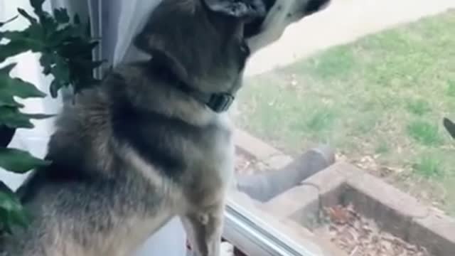 Dog gets excited when a new dog moves in next door and his reaction.