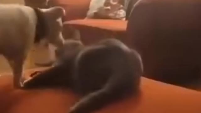 Cat Short Video