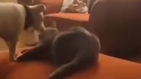 Cat Short Video