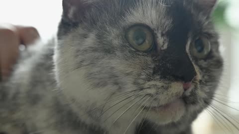 close-up-video-of-a-cat