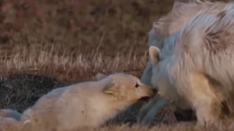 Why Does Nobody Have Wolves As Pets