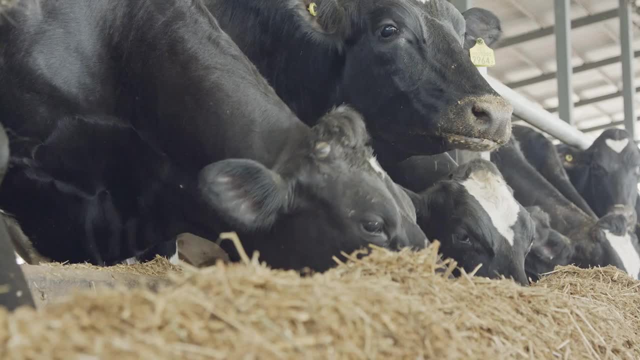 Dairy cows eating hay in a large stable on a dairy farm