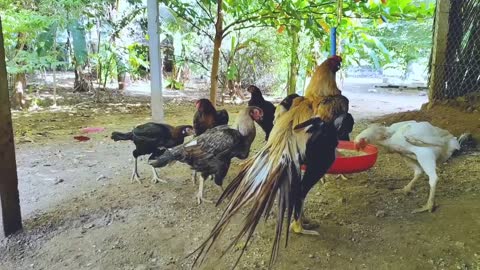 Balamurugan Parrot Nose Farm_p13
