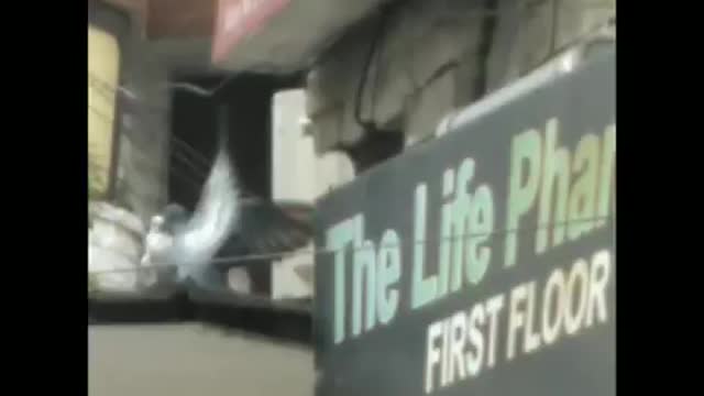 pigeon four love