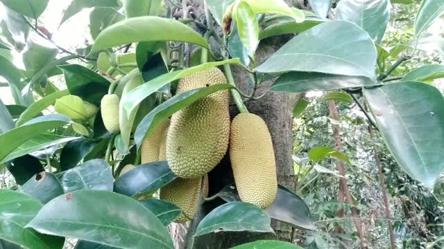 Cempedak fruits