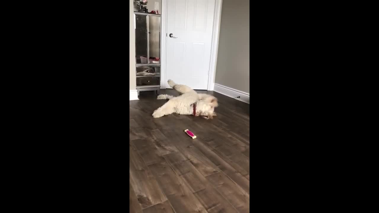 This dog has pretty much given up on the quarantine life