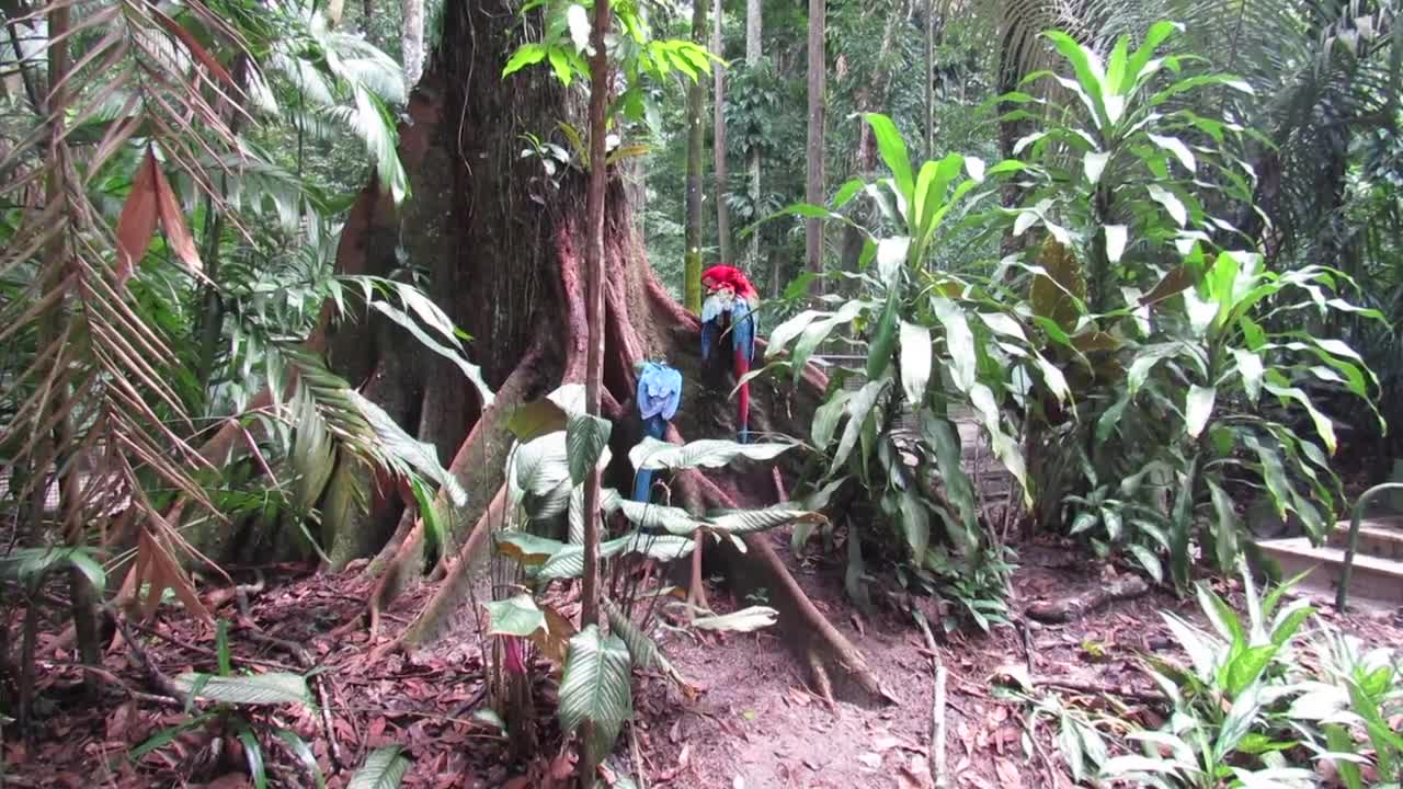 Ringneck parrot talking with criying Einsteinparrot