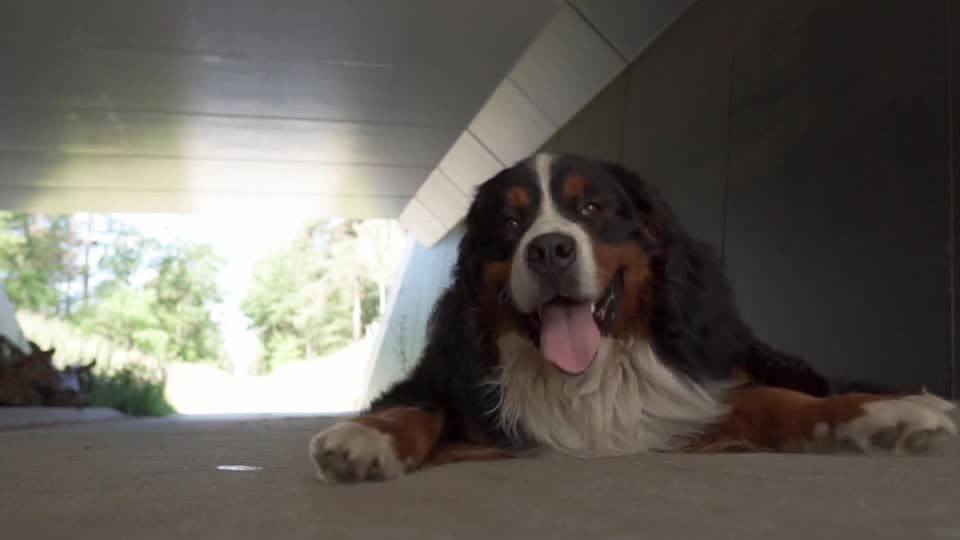 Dog Animal Pet Tunnel Sitting Cute Close Up