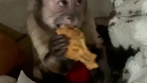 Chicken Wing!