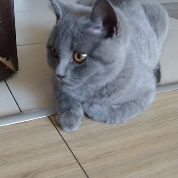 Pain in Ass 🐈‍⬛😸😹