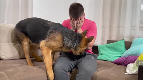 German Shepherd Puppy Reaction to Me Crying