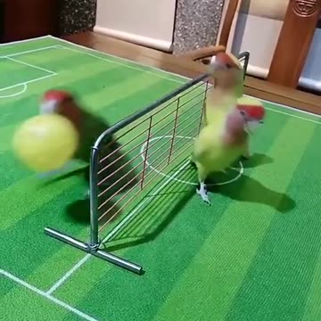 Parrot Playing all Real Games || Birds playing Real Basketball