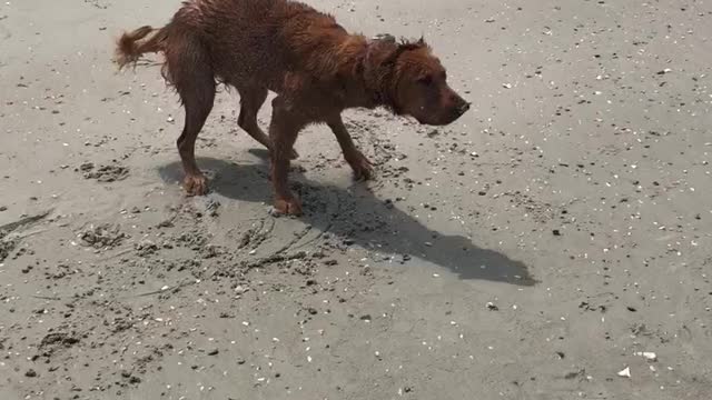 Puppies first time at the beach