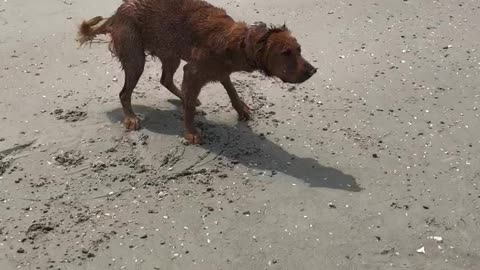 Puppies first time at the beach