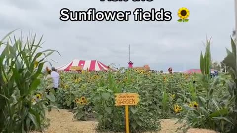 Fun and UniquePumpkin PatchTo Visit in SoCal!