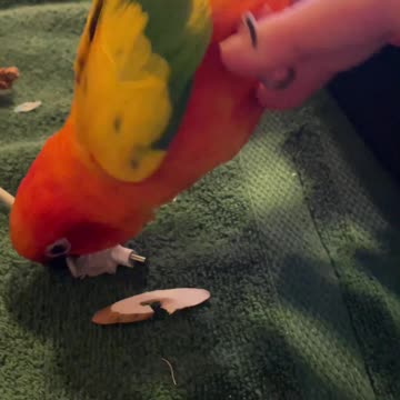 Parrot wrestles while mom tries to study