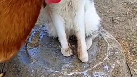 Cute #animals #funnyvideo