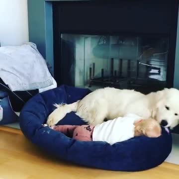 Dog and toddler adorably share bed together