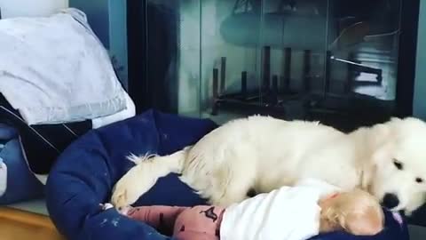 Dog and toddler adorably share bed together