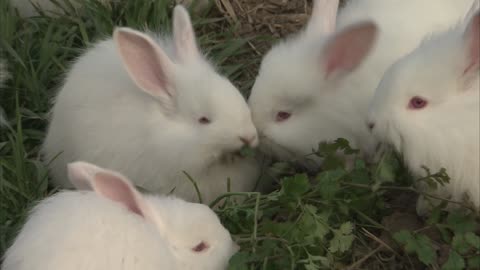 White bunny eating grass