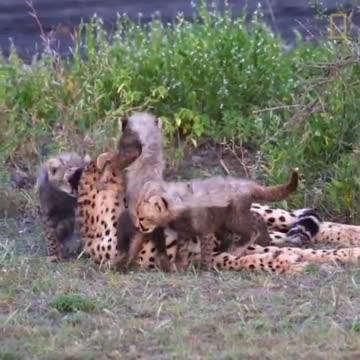 Cheetah Family