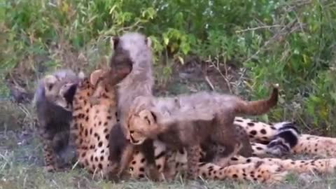 Cheetah Family
