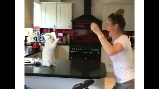 Do you think cats only run? Instead, cats dance