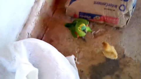 Parrot vs Chick