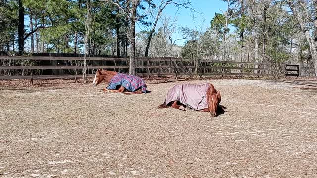 Pasture Pro Girls