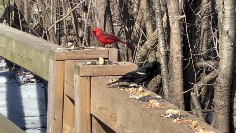 Cardinals were very territorial today