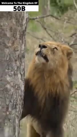 Lion 🦁 funny