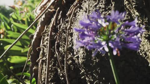 Purple flowers in nature