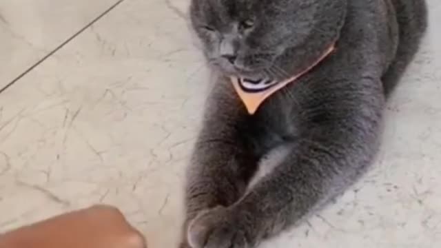 Funny cat playing with her master, Clever cat cheating her master