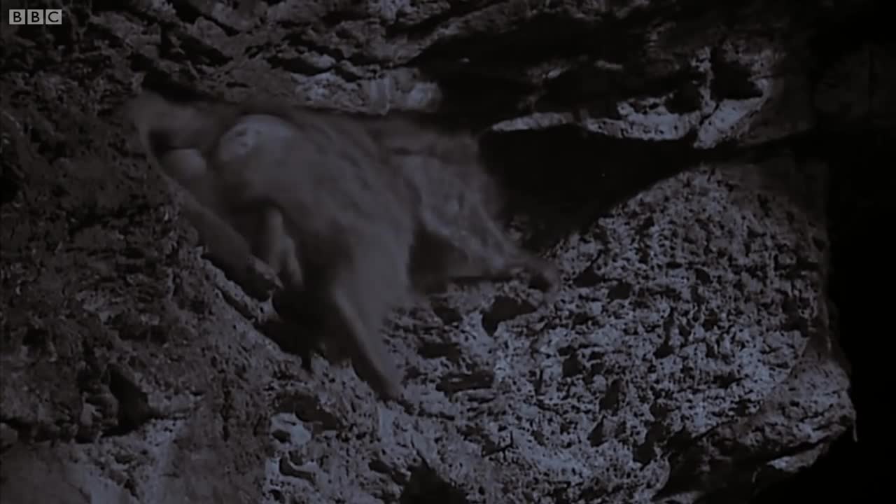 Infrared Footage of Baboon Cave | The Great Rift: Africa's Wild Heart | BBC Earth