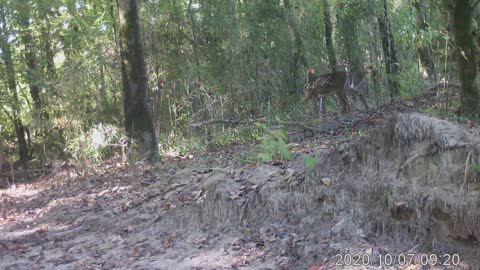 Startled doe