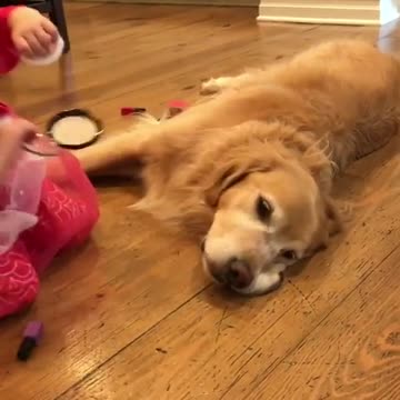 Pequeña niña le hace una increíble transformación a su perro