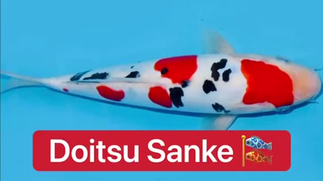 Amazing Doitsu Sanke Koi 🎏😱🔥