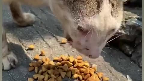 Feeding cat 😺