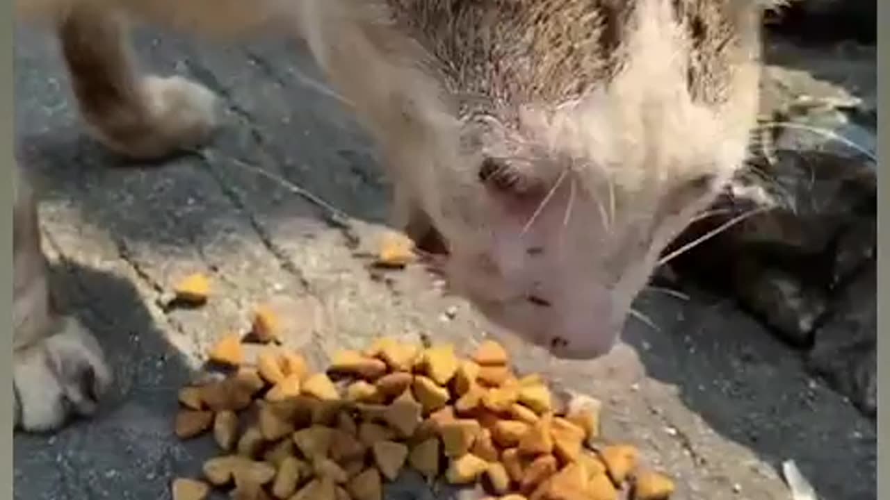 Feeding cat 😺