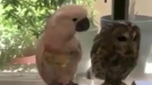 Wow