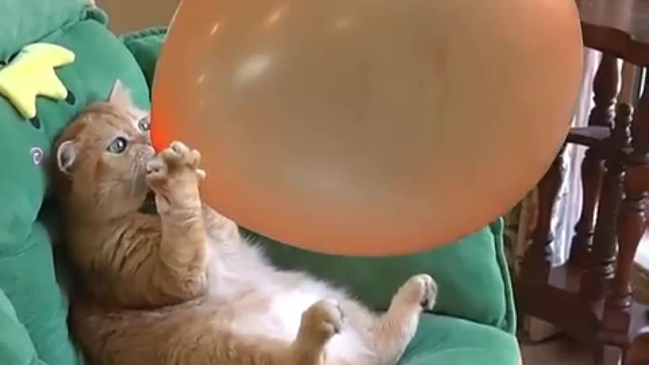 Cat funny videos