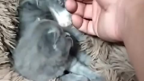 cats everywhere