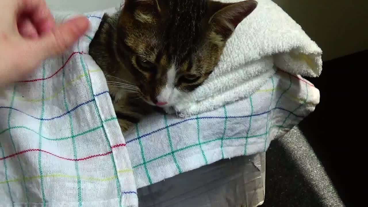 Funny Kitten Has His Own Little Bed