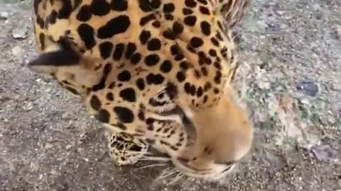 Feed the leopards