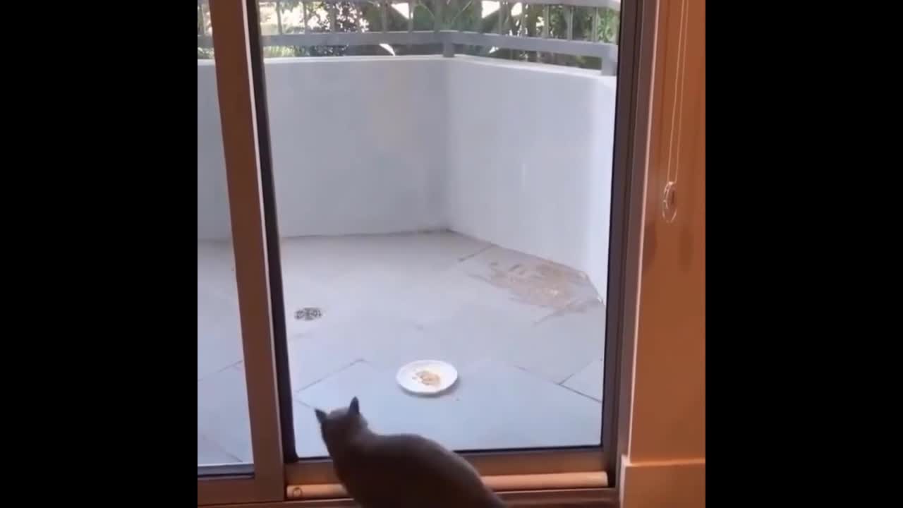 Cats chasing squirrel, Hilarious to watch!!!