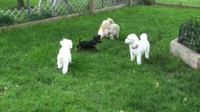 The dog are chasing each other in garden