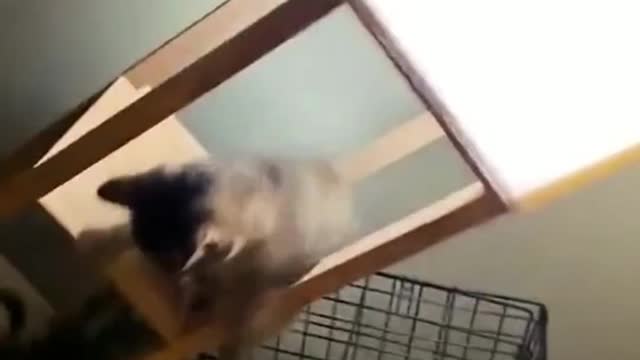 TRAPPED IN A BOX LOL. Best Funny Animals Videos of 2022😂 - Funniest Animal Videos Aug 2022 😹#shorts #funny
