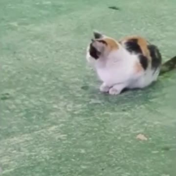Cat catches the mouse funny video