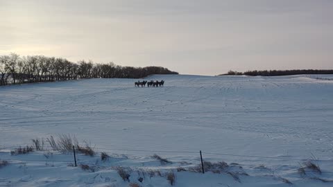 Elk herd