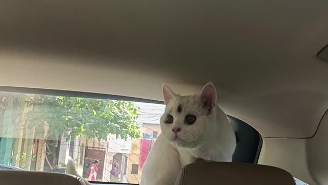 Persian Cat